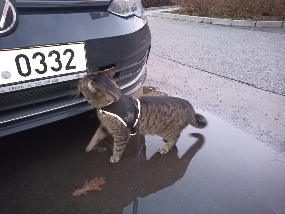 Obrázek nahrál Anton