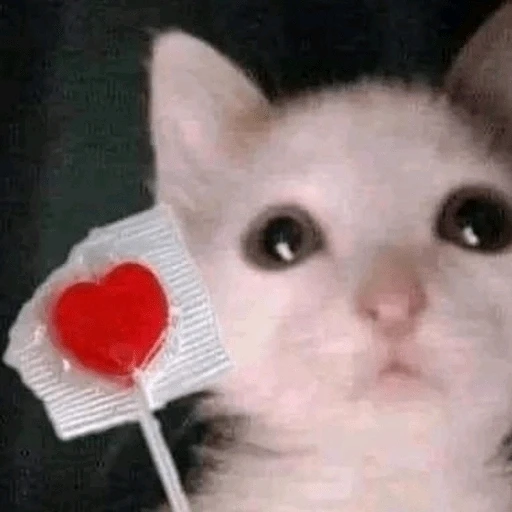 GIF subido por Anita