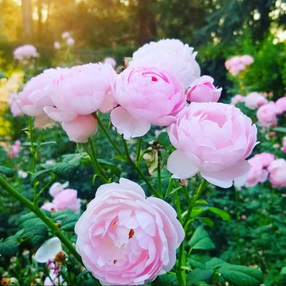 Image uploaded by Sarah