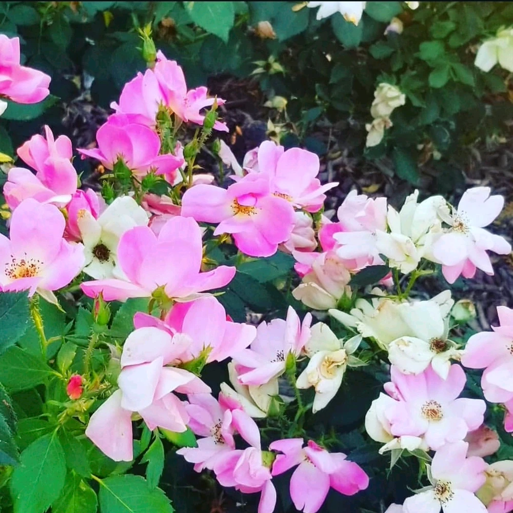 Image uploaded by Sarah