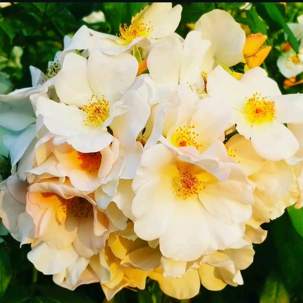 Image uploaded by Sarah