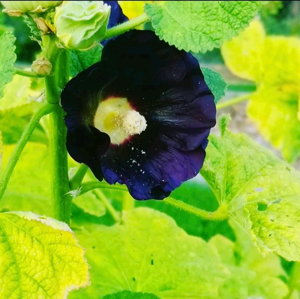 Image uploaded by Sarah