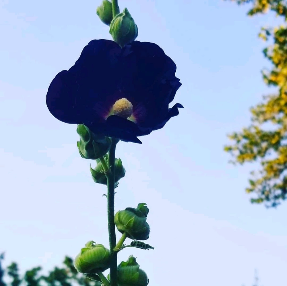 Image uploaded by Sarah