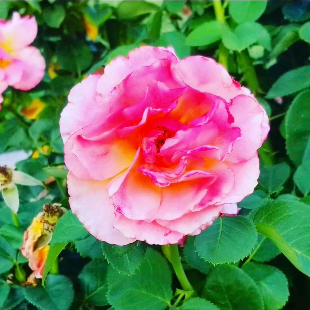 Image uploaded by Sarah