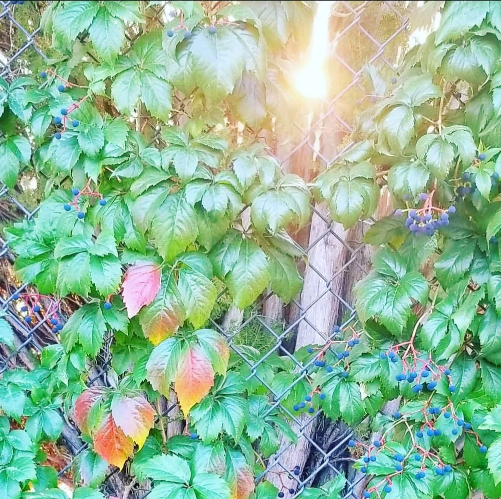 Image uploaded by Sarah