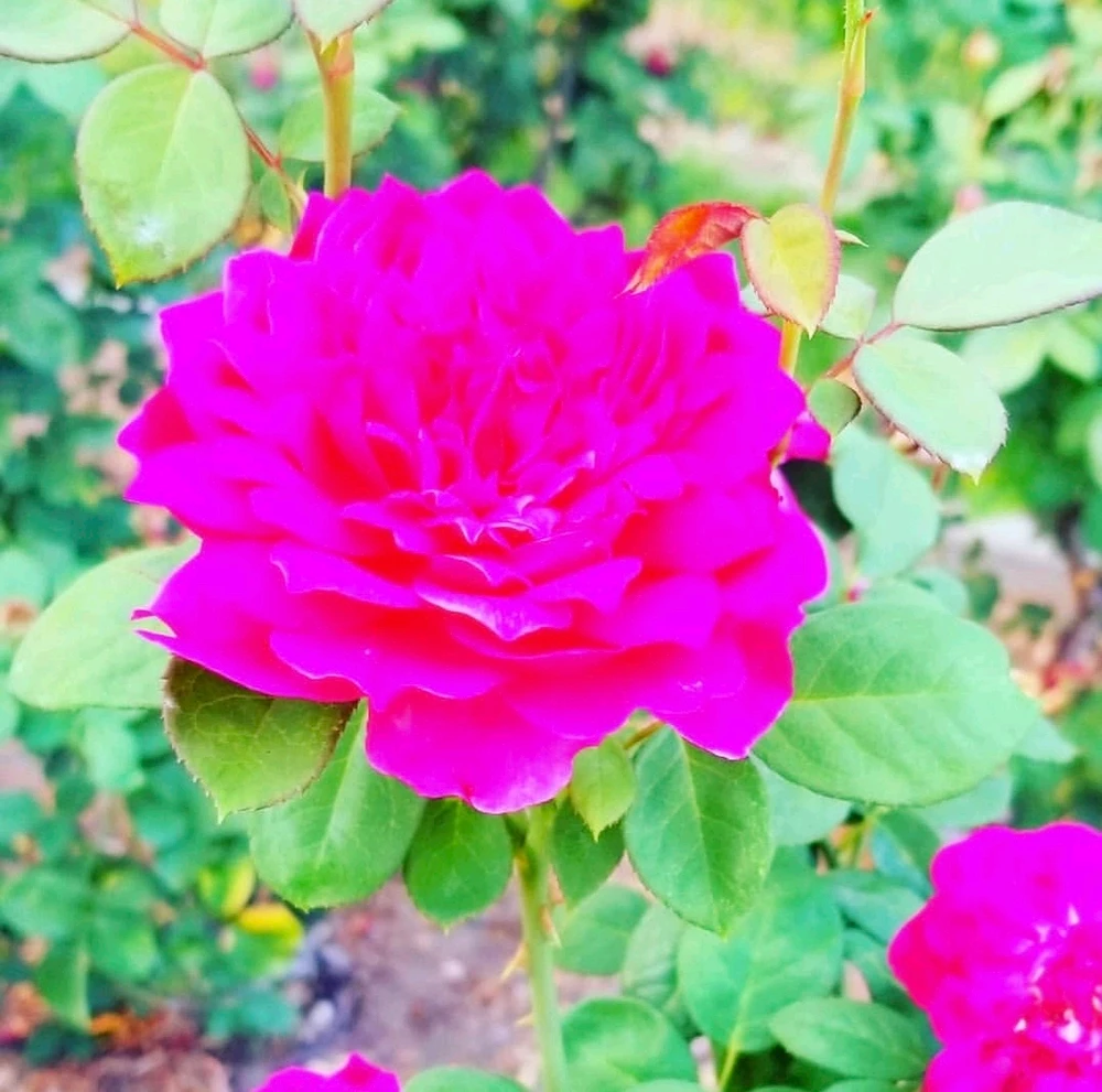 Image uploaded by Sarah