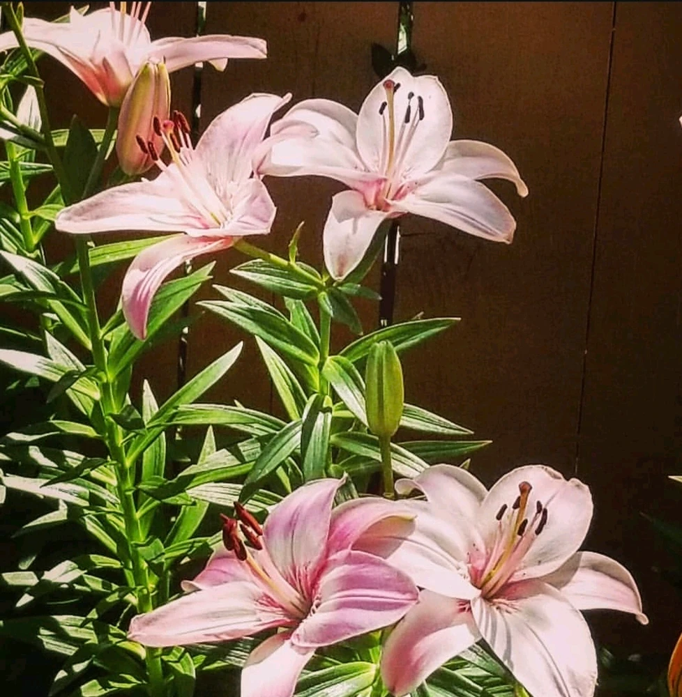 Image uploaded by Sarah