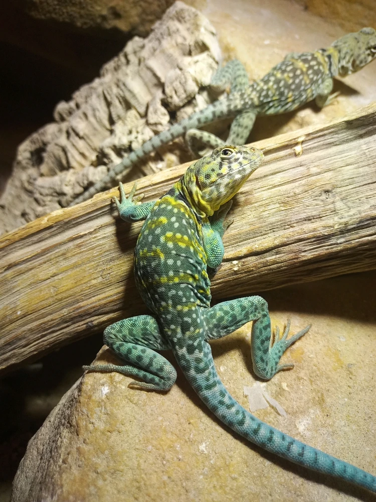 GIF uploaded by Julius