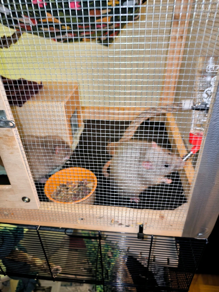 Bild hochgeladen von Luzi