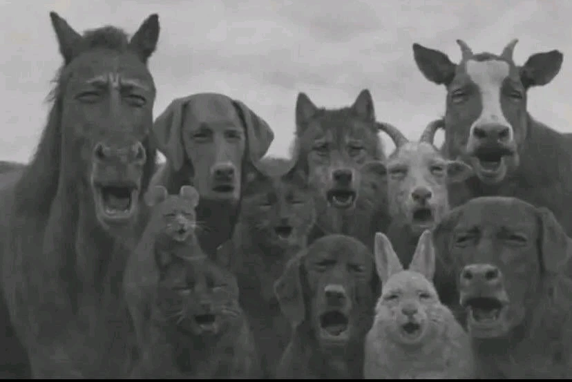 GIF uploaded by Annie >