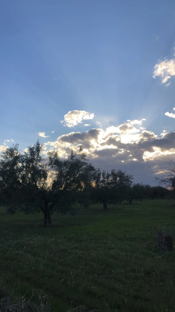 Image uploaded by Amine