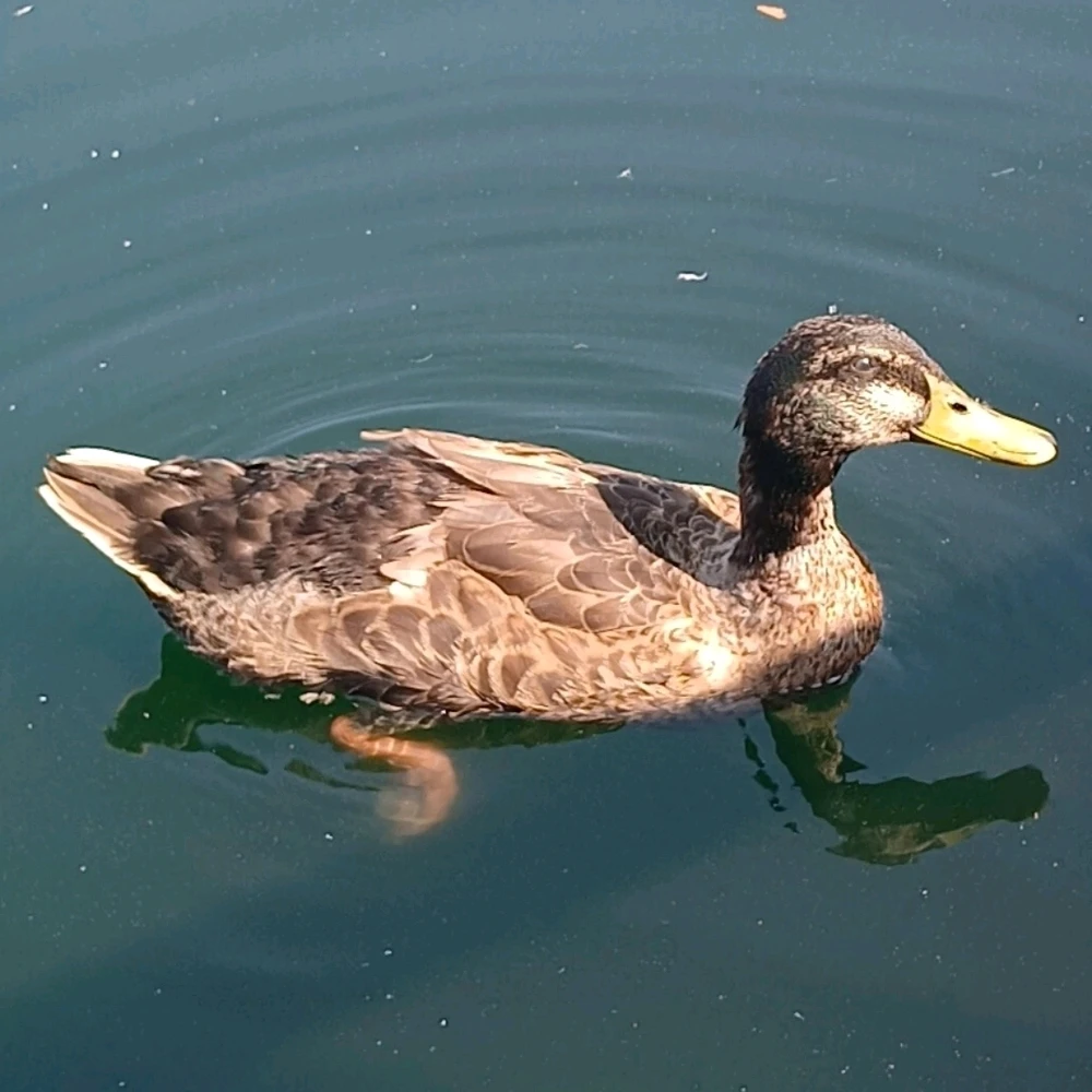 GIF uploaded by Drake