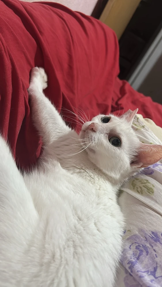 Imagem enviada por Yná