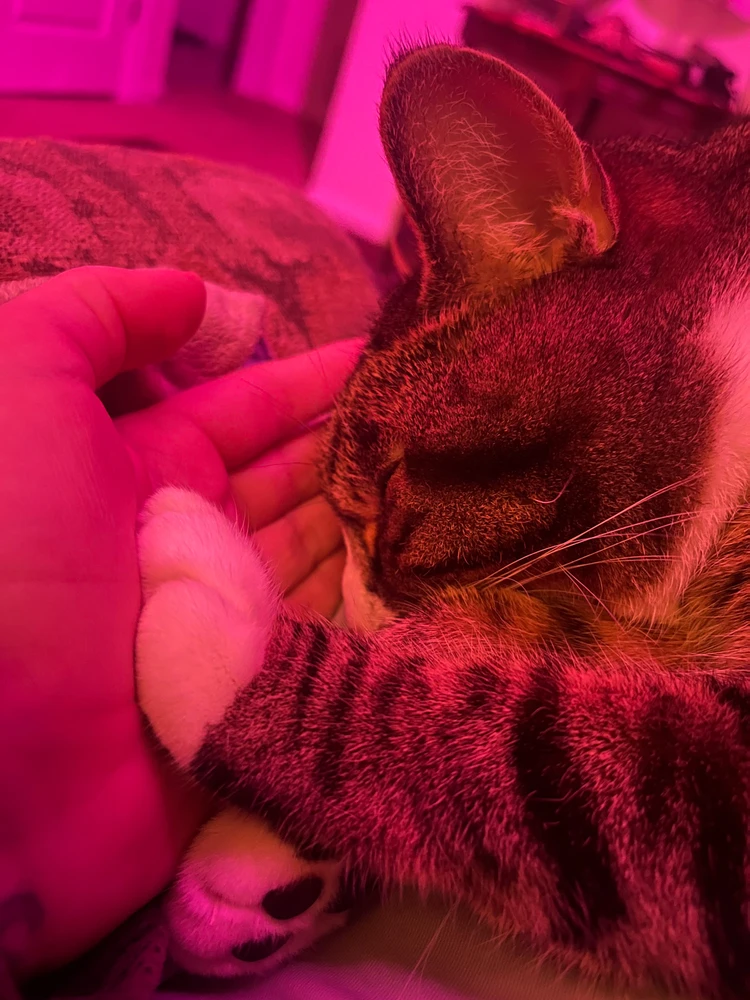 GIF uploaded by Starlite