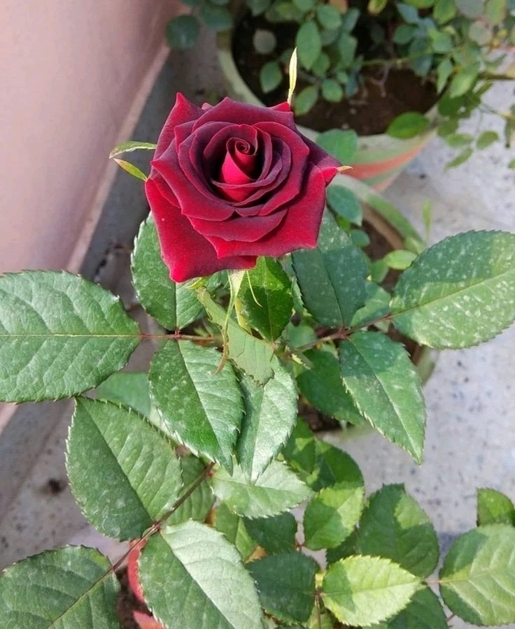 GIF uploaded by 𝑨𝒏𝒆𝒆𝒍..