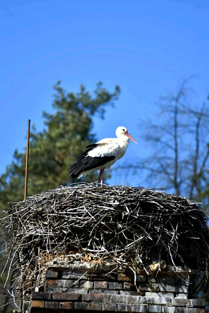 GIF uploaded by Π‘Π°ΠΌΡΠΈΠ» Samchester