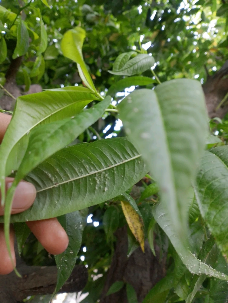 Image uploaded by Prem
