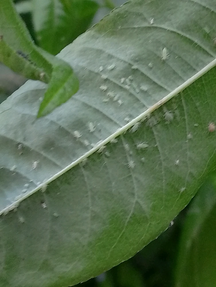 Image uploaded by Prem