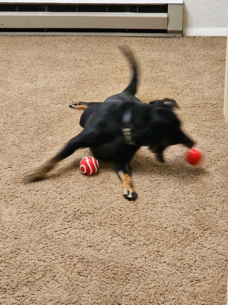 GIF uploaded by Brendan