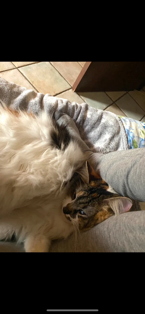 GIF caricata da Rosy