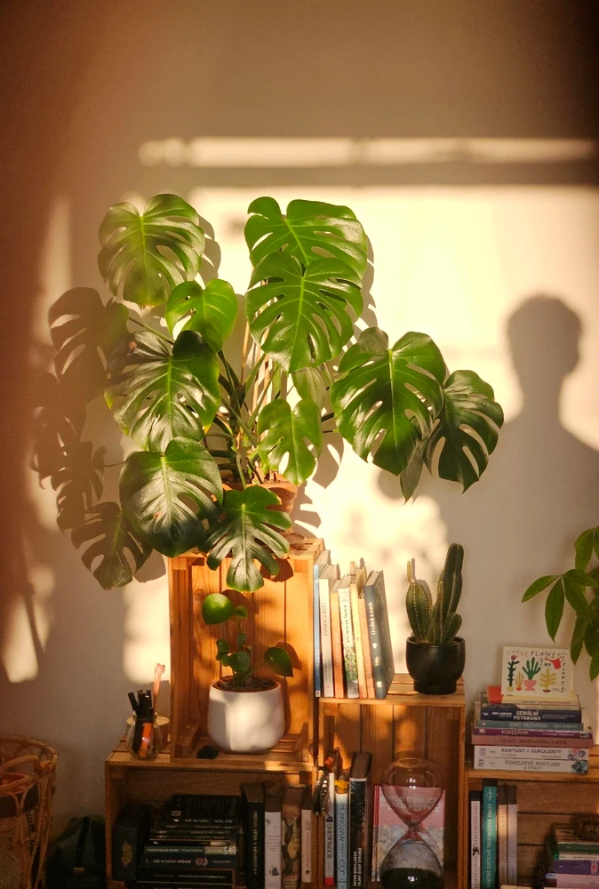 Image uploaded by space potato