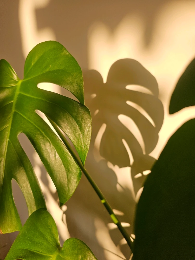 Image uploaded by space potato