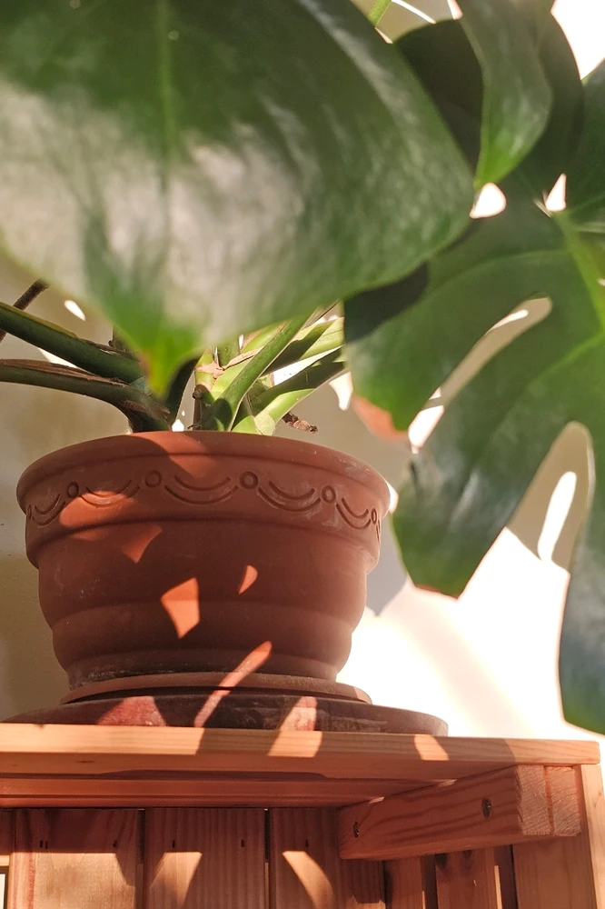 Image uploaded by space potato