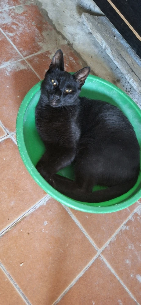 GIF subido por OSCAR