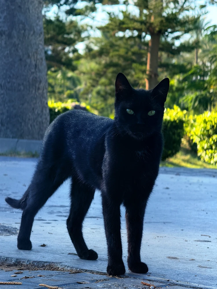 Image uploaded by Younis