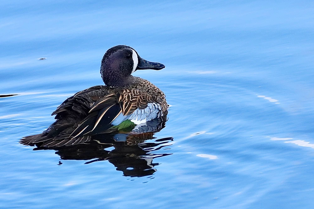 GIF uploaded by Sherlock