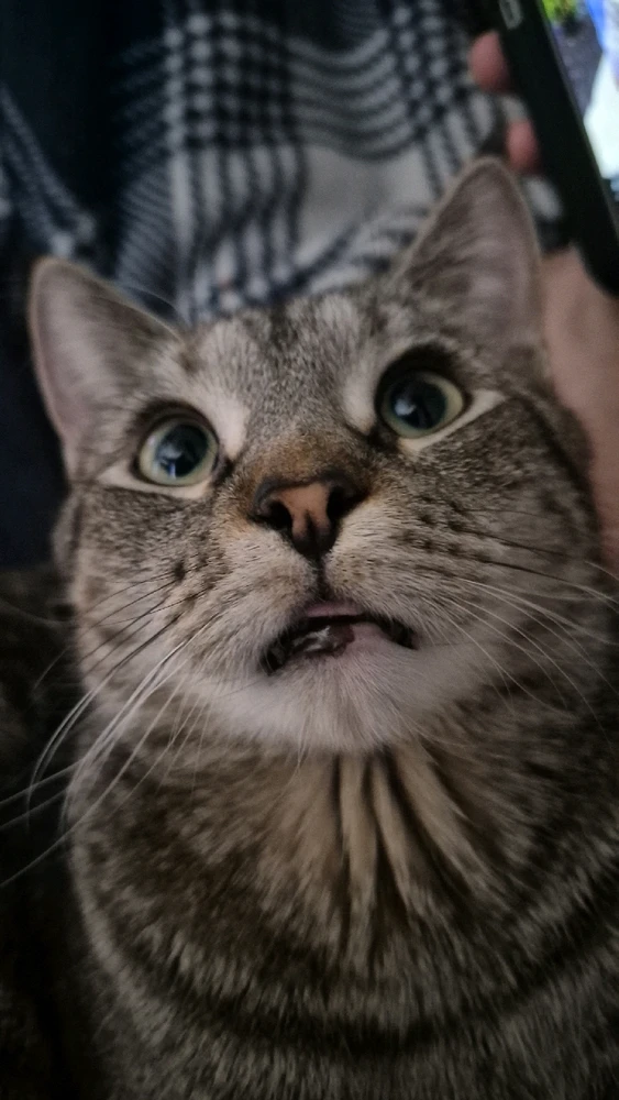 Image uploaded by Lilith Van'Nightinveil