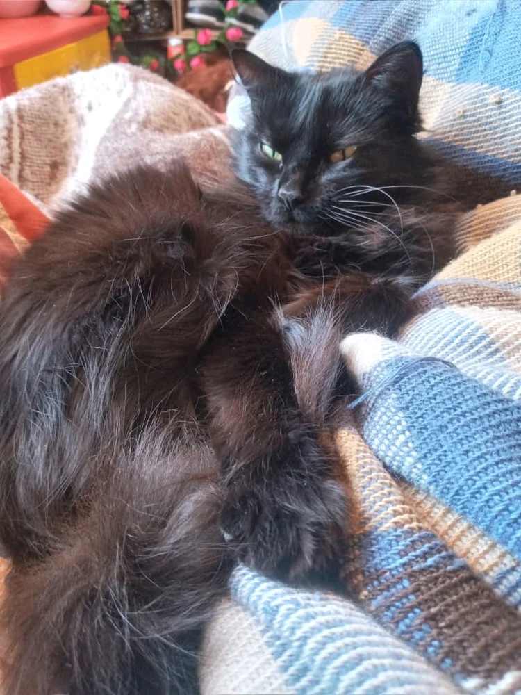 Image uploaded by ATANOD