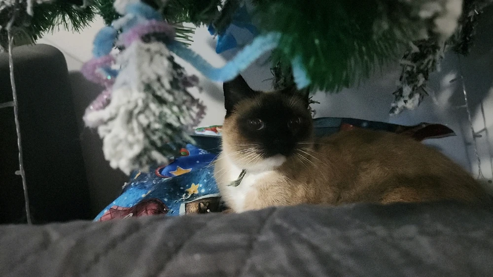 Imagen subida por Joel