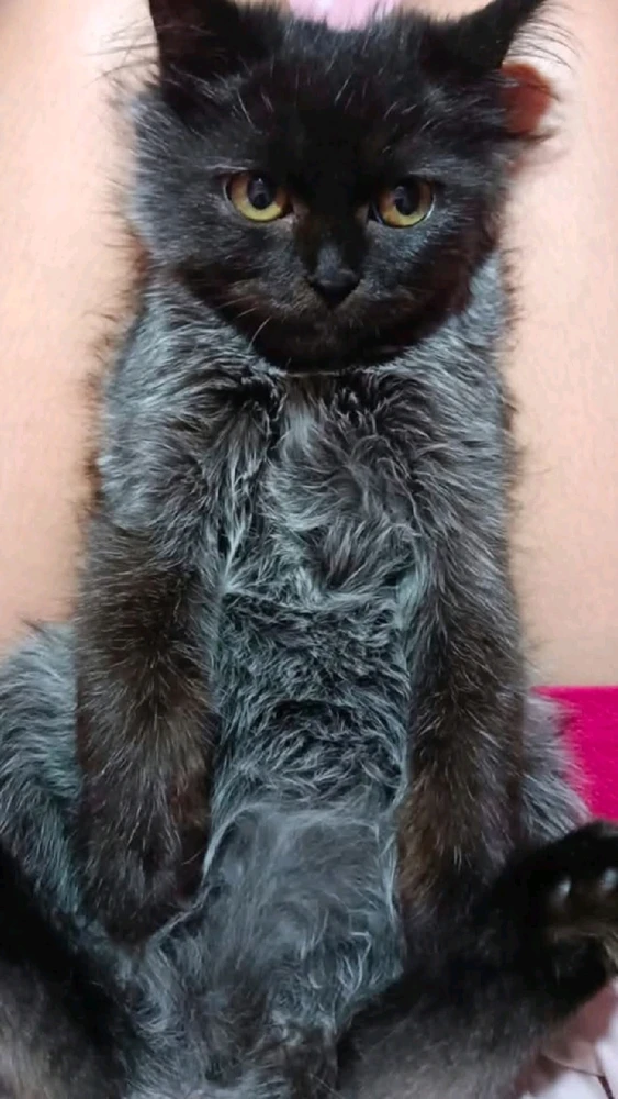 GIF uploaded by Rosalyn