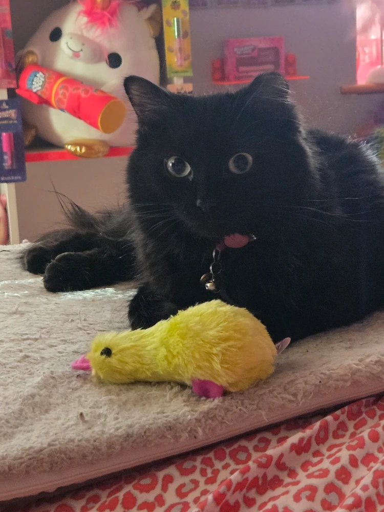 GIF uploaded by Erin