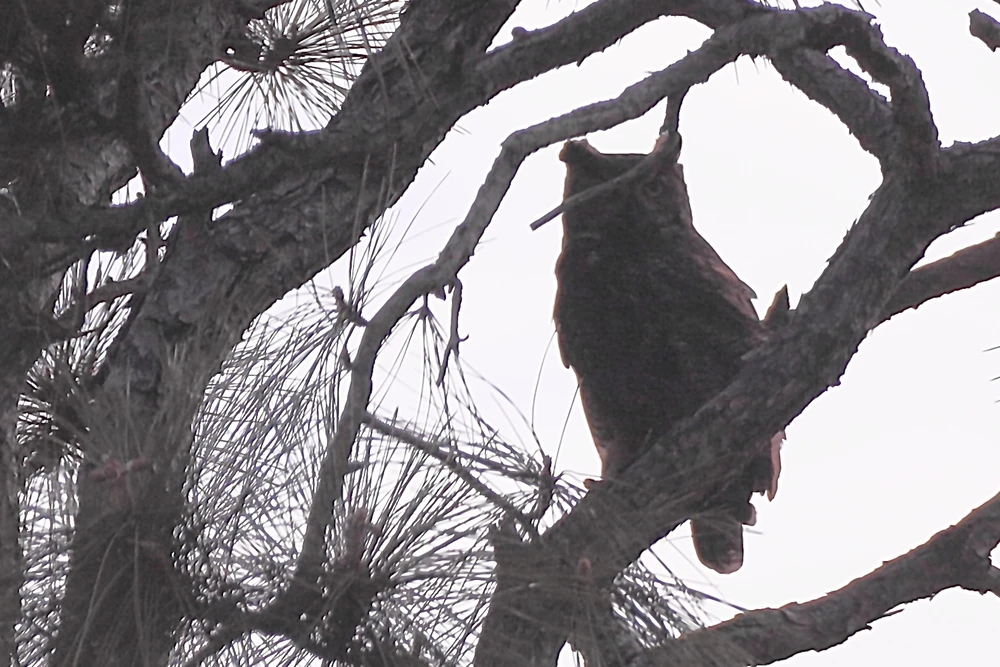 GIF uploaded by Sherlock