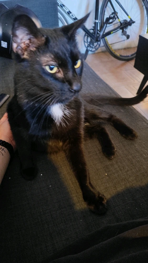 Image uploaded by Jhinx