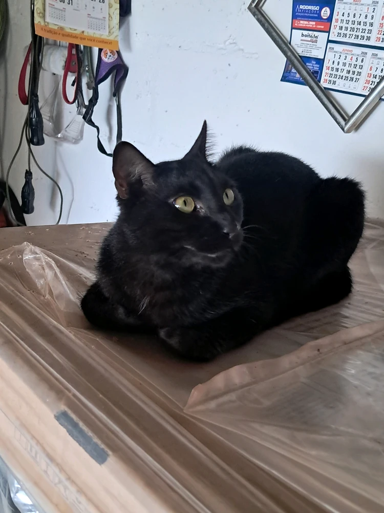 GIF enviado por Ronnie