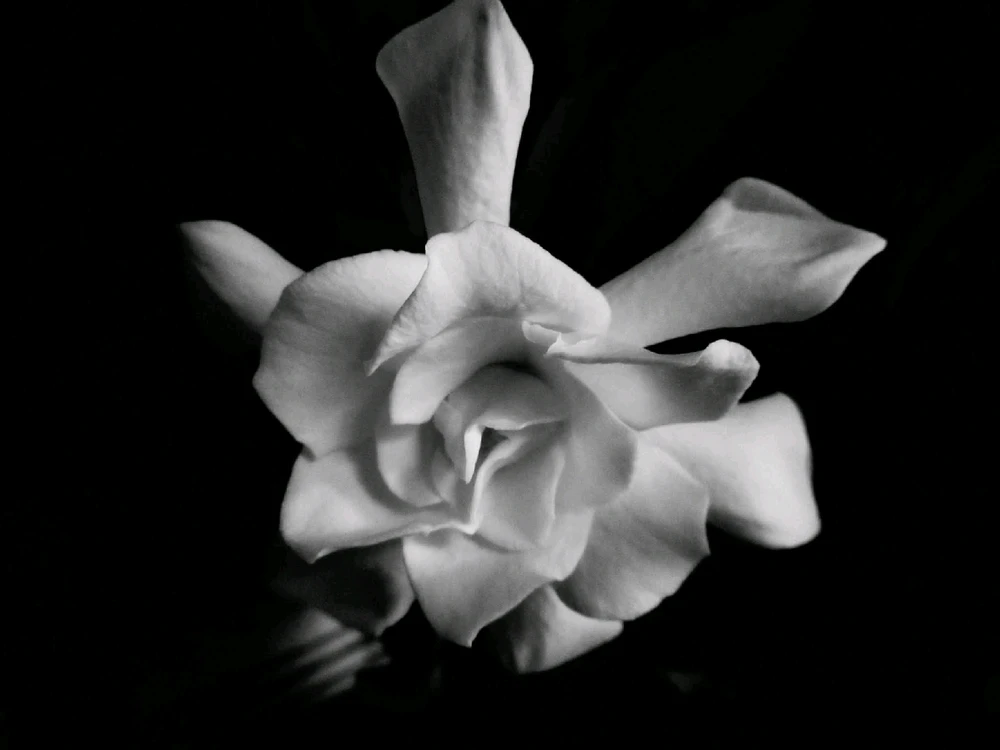 Image uploaded by Tracie