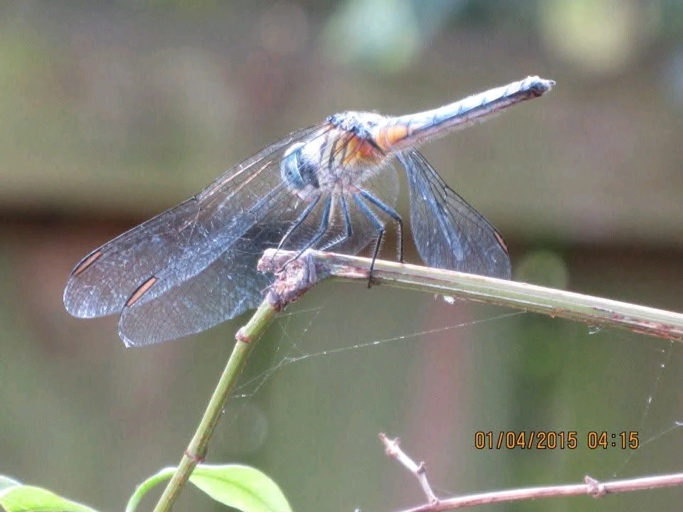 Image uploaded by Tracie