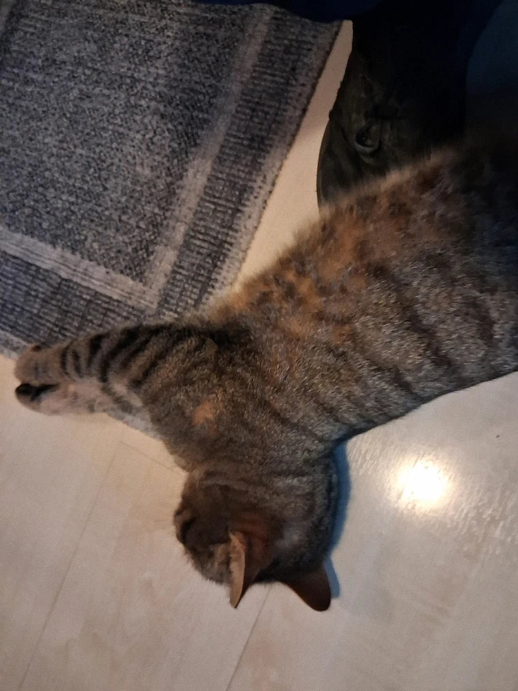 GIF hochgeladen von Ramon