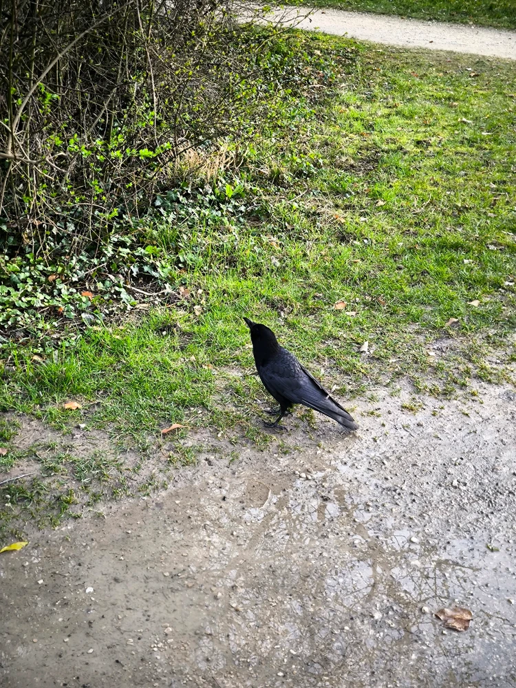 GIF hochgeladen von Luzi