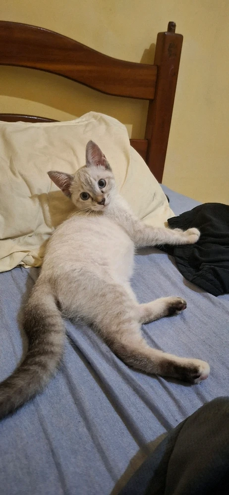 GIF enviado por Marcos Vitor