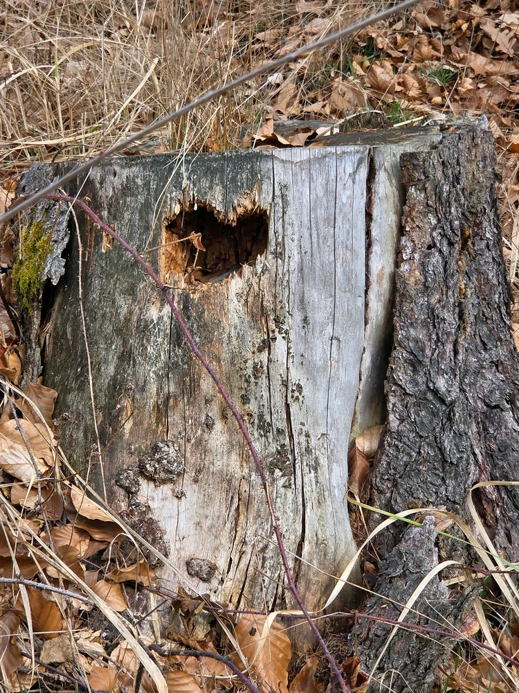 Obrázek nahrál Peťule