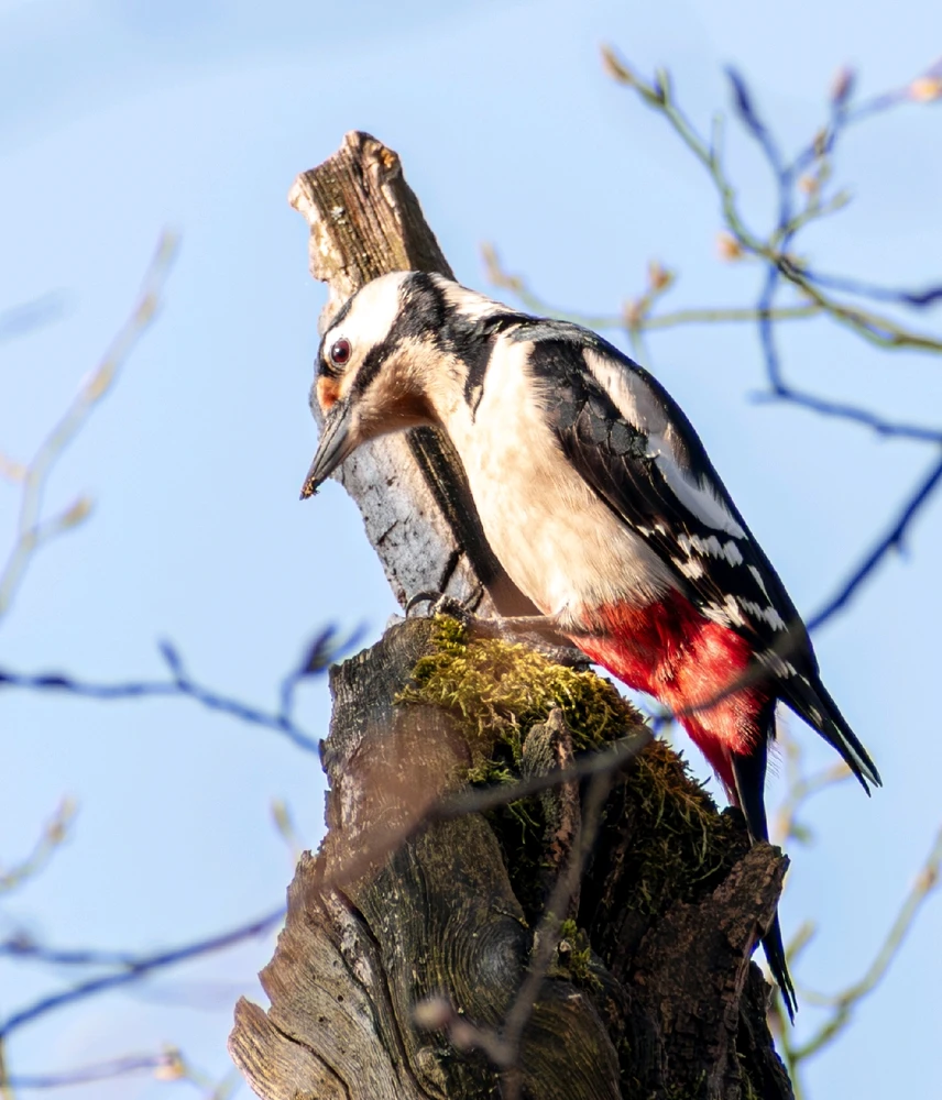 GIF nahral František