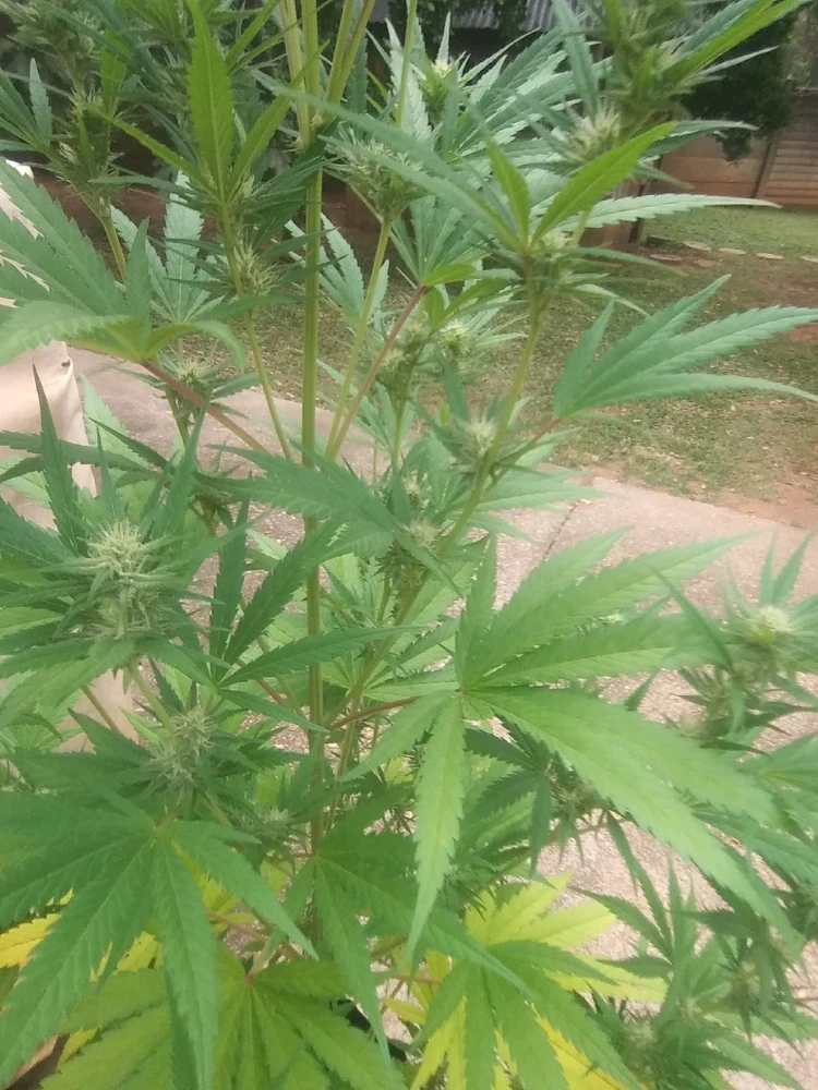 GIF uploaded by Calvin