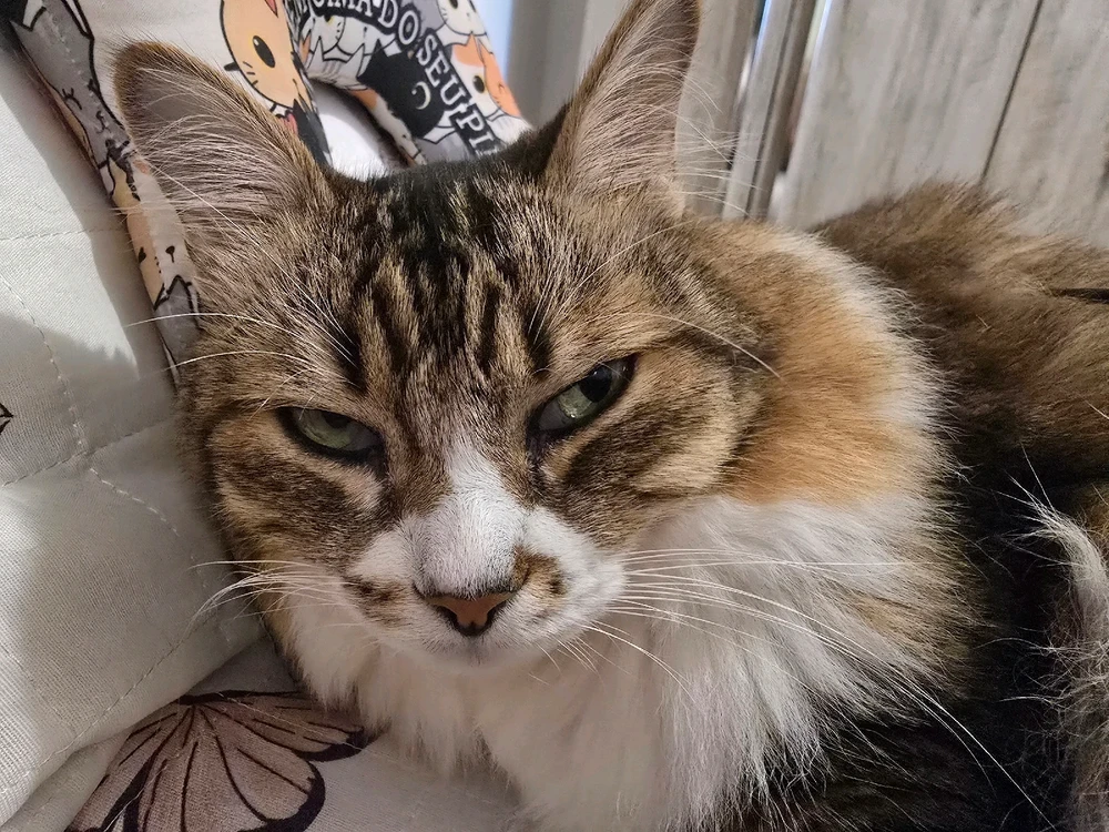 GIF enviado por Camila