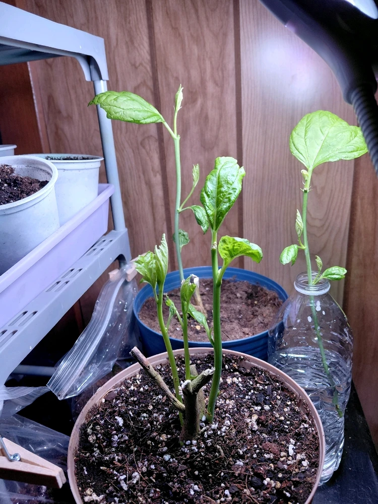 GIF uploaded by David