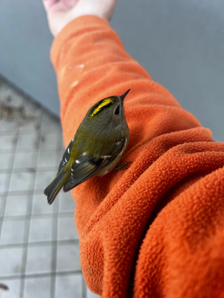 GIF caricata da Danylo