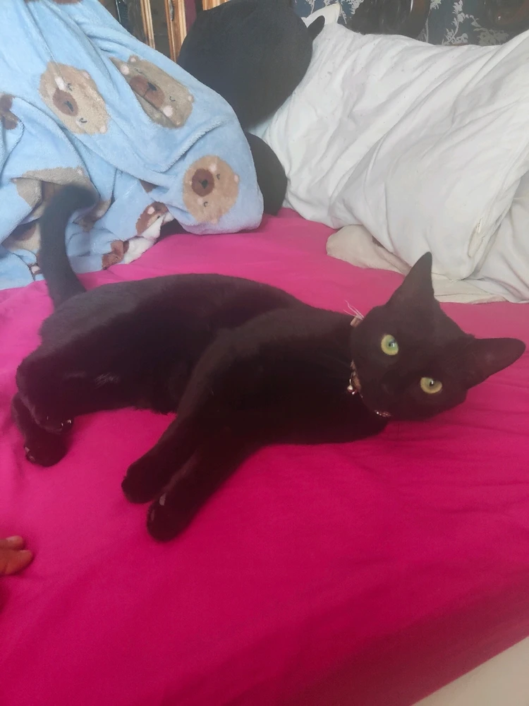 GIF uploaded by Angel